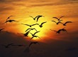 nature-birds-silhouette-sunset-wings-fly-sky-hd-wallpaper