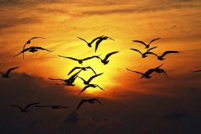 nature-birds-silhouette-sunset-wings-fly-sky-hd-wallpaper